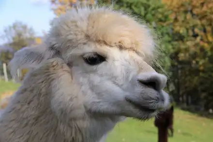 La montagne des lamas et alpagas