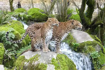 BIOPARC - Zoo de Doué-la-Fontaine