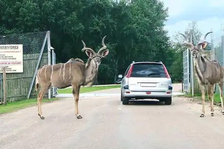 Wow Safari Thoiry