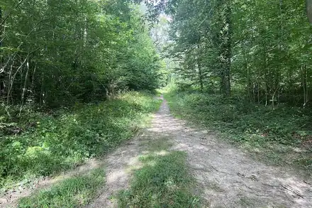 Forêt de Meudon