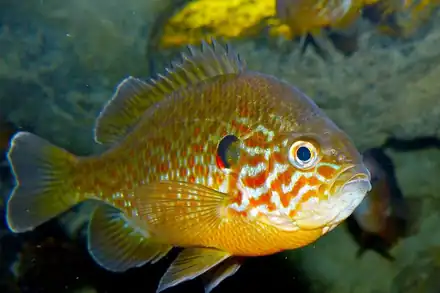 Grand Aquarium de Touraine