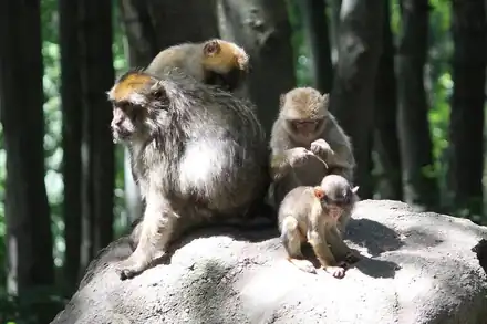 La Montagne des Singes
