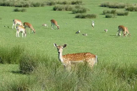 Parc animalier de Sainte-Croix
