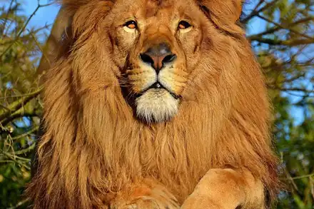 Touroparc Zoo