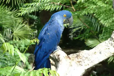 Parc des Oiseaux