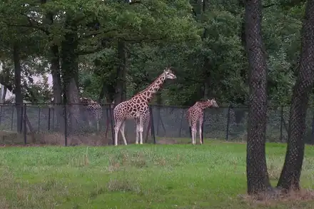 Safari de Peaugres
