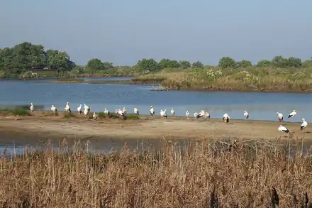 Réserve ornithologique du Teich