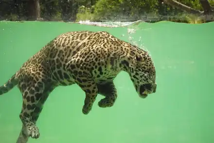 Zoo de Bordeaux-Pessac