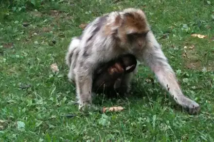 La Forêt des Singes