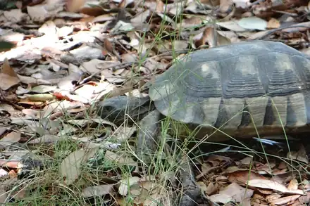 A Cupulatta